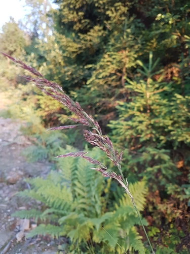 Scandinavian Small-reed