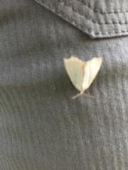 Protodeltote albidula