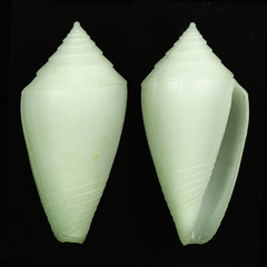 Conus clarus