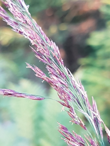 Scandinavian Small-reed