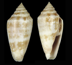 Conus clarus