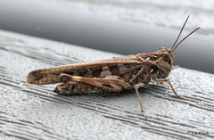 Oedaleus abruptus