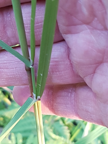 Scandinavian Small-reed