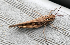 Oedaleus abruptus