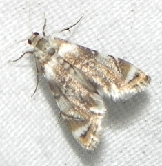 Eoparargyractis plevie