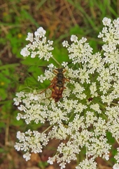 Typocerus acuticauda