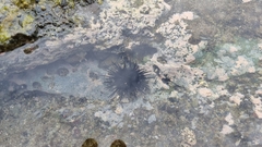 Echinometra vanbrunti