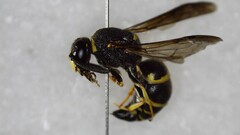 Euodynerus foraminatus