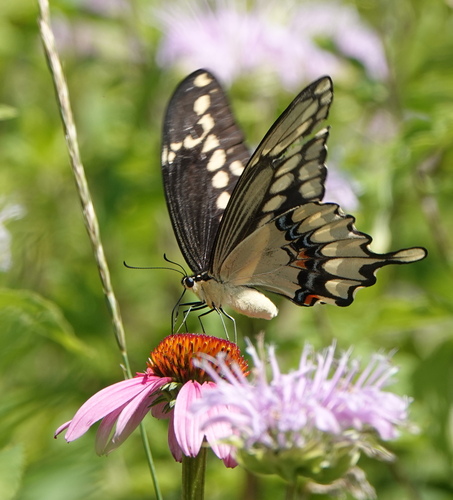 Giant swallowtail