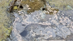 Echinometra vanbrunti