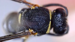 Euodynerus foraminatus