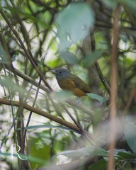 Mionectes rufiventris