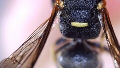 Euodynerus foraminatus