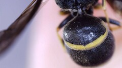 Euodynerus foraminatus