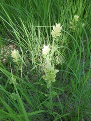 Castilleja lutescens