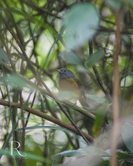 Mionectes rufiventris