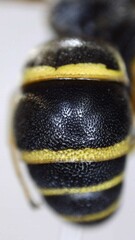 Euodynerus foraminatus