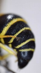 Euodynerus foraminatus