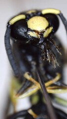 Euodynerus foraminatus