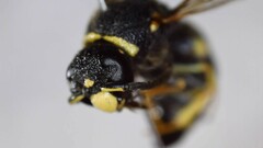 Euodynerus foraminatus