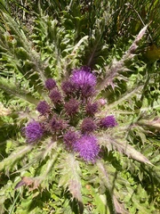 Cirsium scariosum congdonii