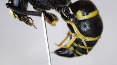 Euodynerus foraminatus