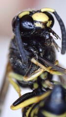 Euodynerus foraminatus