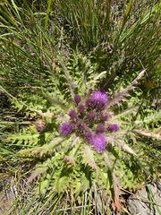 Cirsium scariosum congdonii