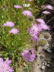 Knautia longifolia
