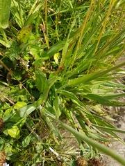 Knautia longifolia