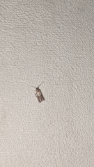 Plodia interpunctella