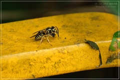 Vespula flaviceps