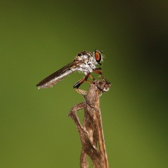 Ommatius