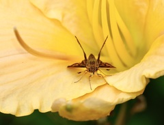 Polites peckius