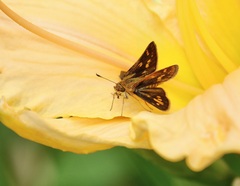 Polites peckius