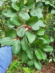 Erythroxylum rufum