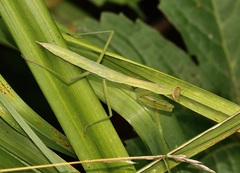 Tenodera sinensis