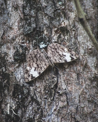 Ageroniini
