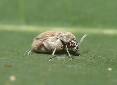 Acanthoscelides obtectus