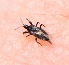 Phlaeothripinae