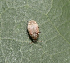 Acanthoscelides obtectus