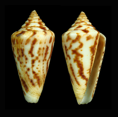 Conus carcellesi