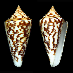 Conus clerii