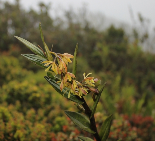 Epidendrum pittieri Ames