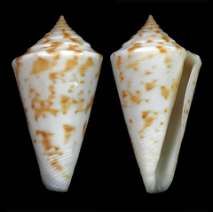 Conus clerii