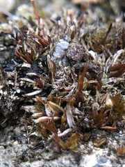 Aloina
