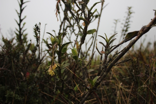 Epidendrum pittieri Ames 2