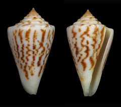 Conus clerii
