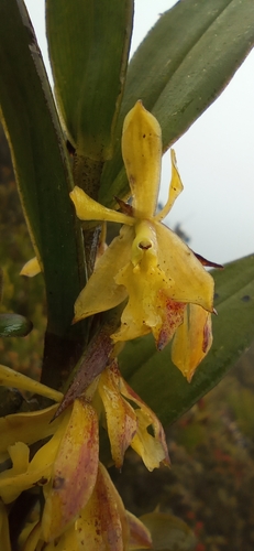 Epidendrum pittieri Ames 3
