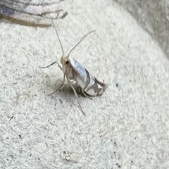Argyresthia oreasella